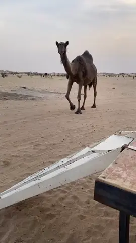 الحبيبه❤️‍🩹#اكسبلورexplore #الشعب_الصيني_ماله_حل😂😂 