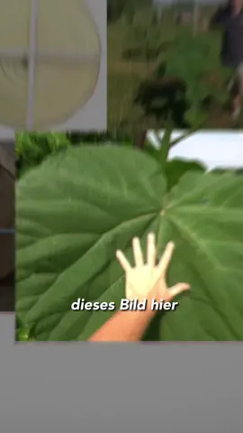 Mein Bruder pflanzt chinesische #Klimakiller-Killer #paulownia #blauglockenbaum #kaiserbaum