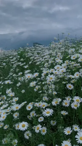 Rain is coming 🌧️🌈 If you want to learn smartphone filmmaking link is in Bio🌟 #view #fyp #4k #naturetiktok #rain #flowers #landscape #viralvideos #fyppppppppppppppppppppppp #relaxing #smartphone #viralditiktok 