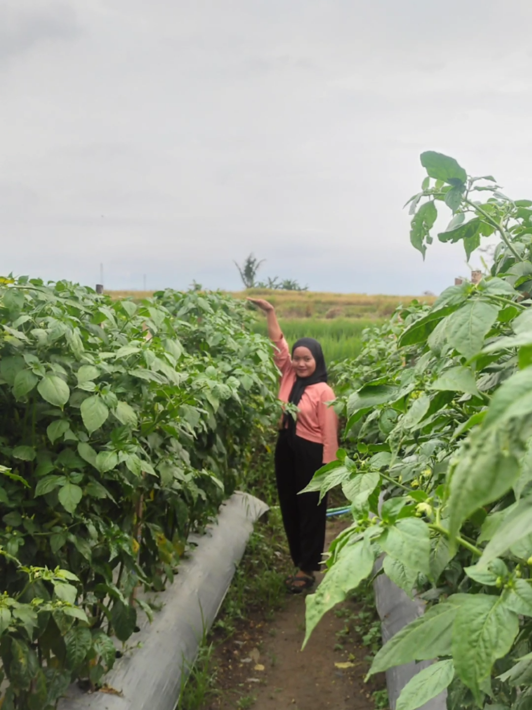 meluu ngungak tanduran jalok foto boloo🔥  regone rasah di pikir sek boloo🤪 penting seneng sek #fyp #petanimudamilenial #fypシ゚ #4u #fypage 
