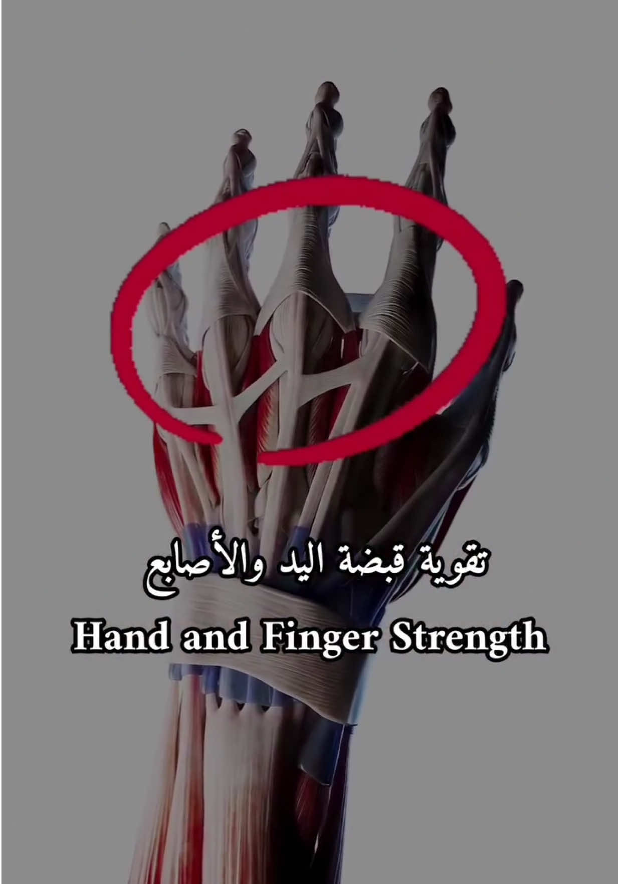 تمارين تقوية قبضة اليد والأصابع لقبضة فولاذية🔥 #explore #tranding #powerkapunch 
