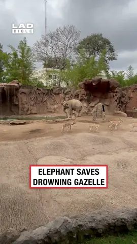 He even went back to check on him 👏 (🎥: ViralHog) #ladbible #animalrescue #elephantsoftiktok #omg #coolvideos #wholesome