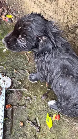 #dogs #dogcute #dogvideos #poordog 