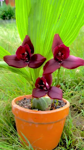 #fincalasorquideas#orquideaslindas#lycaste#orchid#coleccion#plantasdecasa#floreseternas#❤️❤️❤️#campocolombiano #huilacolombia🇨🇴#caqueta_colombia🇨🇴🇨🇴 