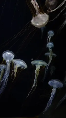 último bay ⋆.ೃ࿔*:𓇼⋆.ೃ࿔*:⋆🌊🧜🏾‍♀️⚪️🌊🔱🧜‍♀️🪷🫧🧜🏻‍♀️🪸🧜🏻‍♀️˖°𓇼🌊⋆🐚🫧🪼⋆.ೃ࿔*:･🫧𓇼𓏲*ੈ✩‧₊˚🎐𓇼 ⋆.˚ 𓆉 𓆝 𓆡⋆.˚ 𓇼🧜🏼‍♀️🌊⋆｡𖦹 °.🐚⋆❀˖°🫧𓇼🐚☾☼🦪༄.°🪼⋆｡𖦹°🫧⋆.ೃ࿔*:･°:•.🐠*.•🪸.•:°⋆｡𖦹 ˚ 𓇼 ˚｡⋆⋅˚₊‧ ଳ ‧₊˚ ⋅°‧🫧⋆.ೃ࿔*:･˖°🌊.·°*🫧𓇼⋆🦪₊𓆉⋆｡˚⋆❀ 🐚🫧𓇼 ˖°𓇼 ⋆｡˚ 𓆝⋆˚࿔｡𖦹°‧༊·˚🥥🌴🌺🍍🌸°❀⋆.ೃ࿔*:･𓆝 𓆟 𓆞⊹ ࣪ ﹏﹏𓂁﹏⊹ ࣪ ˖࿐ ࿔*:･ﾟ𓇼 ⋆｡˚ 𓆝⋆｡˚ 𓇼˖°🌊🎐𓇼⋆🦪₊𓂃 ོ☼𓂃🫧₊˚✧𑁍.ೃ࿔*:･🌊☆⋆｡🪼𖦹°‧★🐚ଳ⋆.˚𓇼 ⋆.˚ 𓆉 𓆝  𓆡⋆.˚ 𓇼𐦍🐬˚˖𓍢ִ໋ 🐋✧˚.🐟⋆⋆. 𐙚 ˚🪼🧜🏻‍♂️🪸⋅˚₊‧ଳ‧₊˚⋅⋆˚✿˖°˚˖𓍢ִ໋🦢˚ּ ֶָ֢.𓇼🧉❀🐚𓆉︎ ࿔*:･ﾟ☾𓇢𓆸⋆˖⁺‧₊☽◯☾₊‧⁺˖⋆🦈ྀི🧜🏼‍♀️🧜🧜‍♂️🧞‍♀️🧞🧞‍♂️🧚🏻‍♀️🧚🏻‍♀️