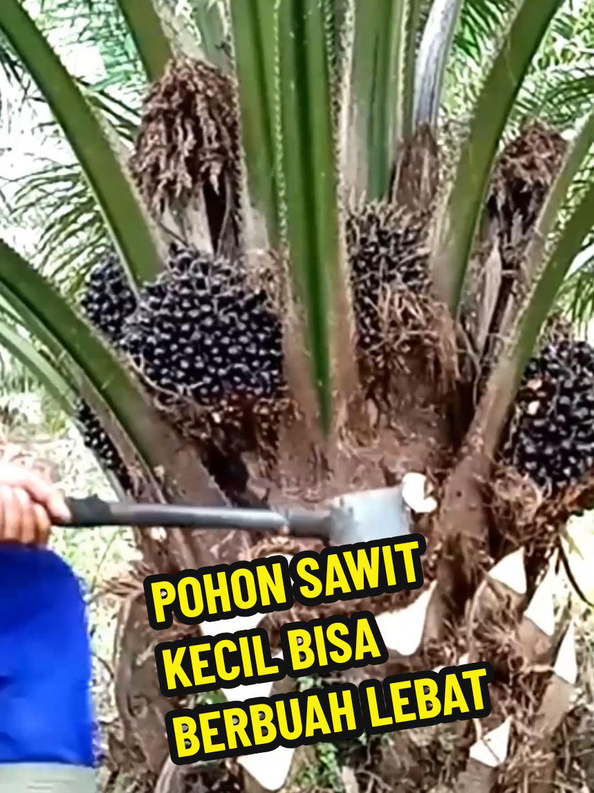 cara memaksa pohon sawit pendek agar berbuah lebat #kebunsawit #kebunsawit #pupuksawit #tanamansawit #buahsawit #kelapasawit 