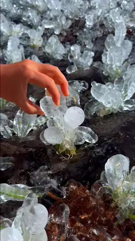 Beautiful frozen snow flowers #fyp #usa_tiktok #satisfyingvideos #fypシ #funnysnow #snow #ice 