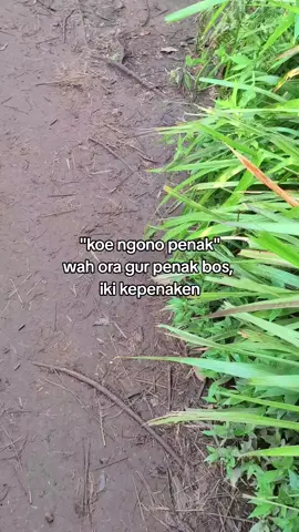 jiiann damai og#xybca #foryou #fypシ゚ #fyp #pendaki #pendakigunung #foryoupage 