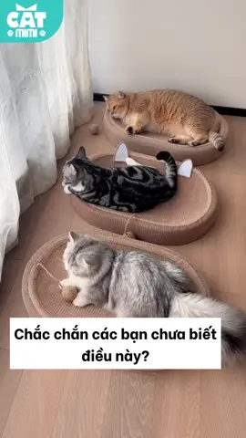 Bàn Cào Móng Mèo Đa Năng – Cào, Nằm, Chơi Cực Phê! #fyp #foryou #CatTok #PetLovers #trending