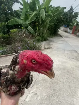 Mơ kem kép#gà_chọi_việt_nam @Lê Hữu Việt  