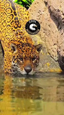 Ruphin Kimfumu a de la prudence maintenant. chaque cicatrice apporte une leçon. Pourquoi jouer avec la dignité des autres....