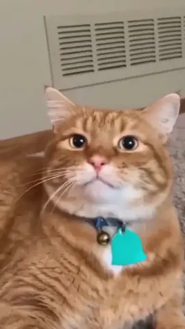 “You’re adopted “#funny #funnyvideo #cat #catlover #usaus #funnycat #catsoftiktok #foryou #fyp 