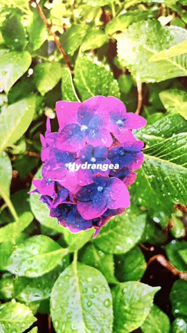 Hydrangea