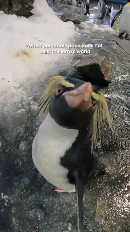 It's Pierre's world, and we're all living in it 🐧 #MandaiWildlifeReserve #BirdParadise #penguin #penguinsoftiktok #penguintok #cuteanimals #namereveal #singapore #sg #tiktoksg