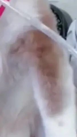 #dog #funny #funnyvideos 
