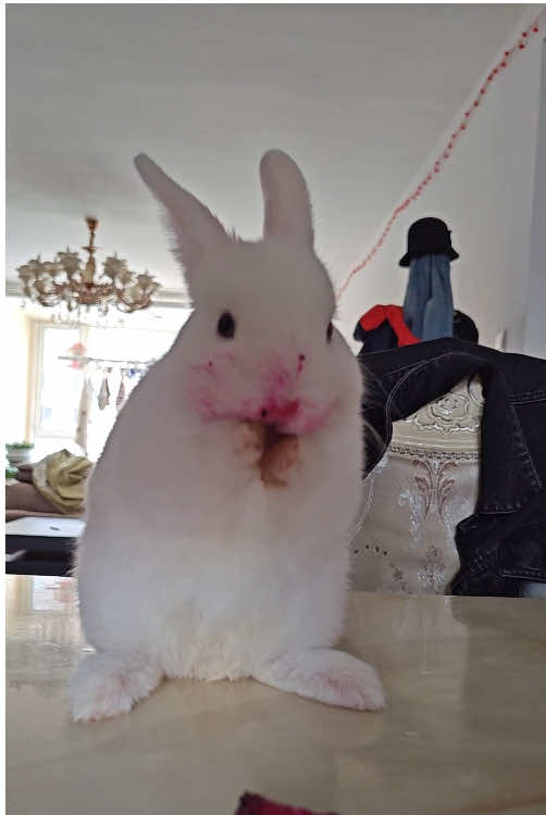 Rabbit core #happy #catu #rabbit #funnyvideos #bunny #playtricks 