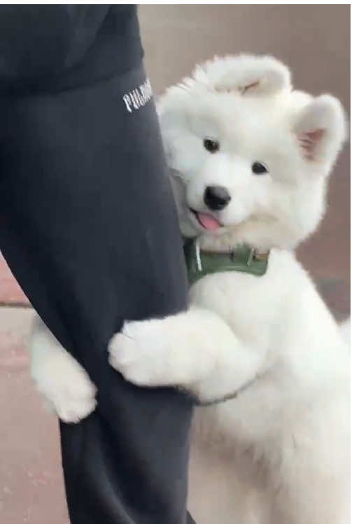 Funny samoyed dog.🐶 #happydog #funnyvideos #dogsoftiktok #dogs #doglife #cutedogs #