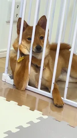 My dog has human-like behaviors🤣#dog#funny#funnyanimals#funnypets#animals #dogsofttiktok #pet #foryou #longervideos