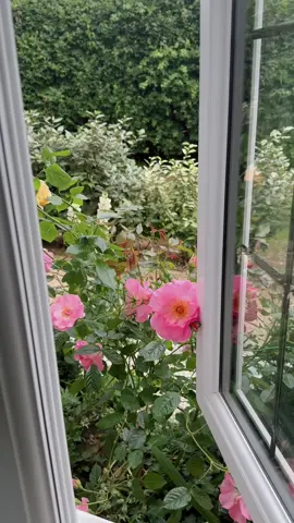 #Home #garden #life #srilankan_tik_tok🇱🇰 #srilankatiktok #srlankan_supiri_seteka #uk #uklife #rose #followers➕ #LankanTikTok 	#SriLanka #LankanVibes  	#SinhalaTikTok #LankanGirl #foryoupage  	
