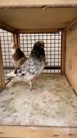 #ماشاءالله_تبارك_الله🧿❤️ #تاري_ايران #كوتر 