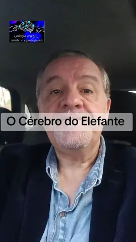 O #cerebro do #elefante 