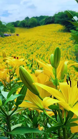 #美しい百合花畑  可睡斎ゆり園#Japanese  Shizuoka lilies scenery 