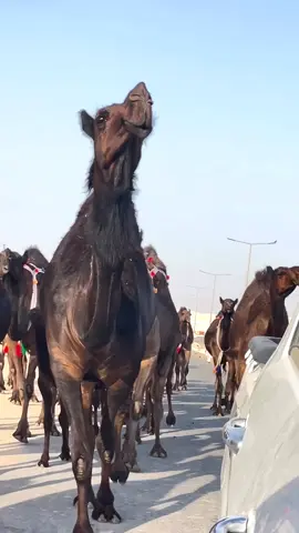 وحدها 🤍🤍. #اكسبلووووورررر #الصياهد #اكسبلوررررر #فرديات_المجاهيم #ترند #الصياهد_رماح #اكسبلورexplore #الصياهد #اكسبلووووورررر #ترند_تيك_توك #تصميم_فيديوهات🎶🎤🎬 #مالي_خلق_احط_هاشتاقات #الشعب_الصيني_ماله_حل😂😂 