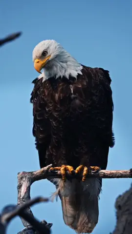 #CapCut #🔥 #اكسبلور #zako😎 #🦅 