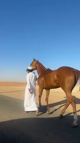 #البطله #العاصفه🔥🥇 #خيل_وخياله🐎 #بسم_الله_ماشاء_الله 