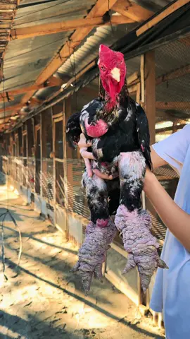 Code name: SULTAN #jesagrifarm #dongtao #dragonchickens #chickensoftiktok #giants #foryou #farmlife #farm #chicken 