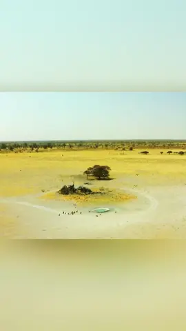 A small oasis is home to a multitude of species.#animals #Foryou #Friendship #Us