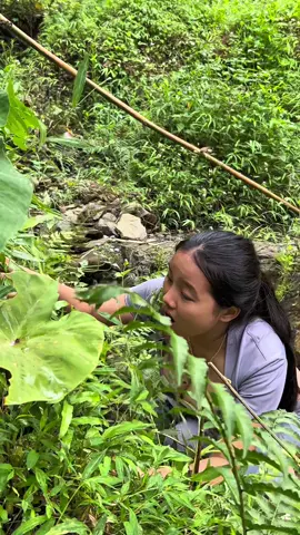 How to identify edible fruits in the forest #bushcraft #camping #survival #Outdoors #LifeHack #maobuschcraft #skills #tips #survivalskills #FYP #DIY #girls #hacks #forest #4kvideo #Hiking #solocamping #cooking 