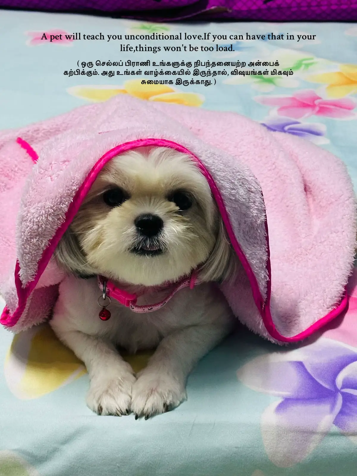 Dora❤️.  #fyp #dogsoftiktok #tamil #Love 