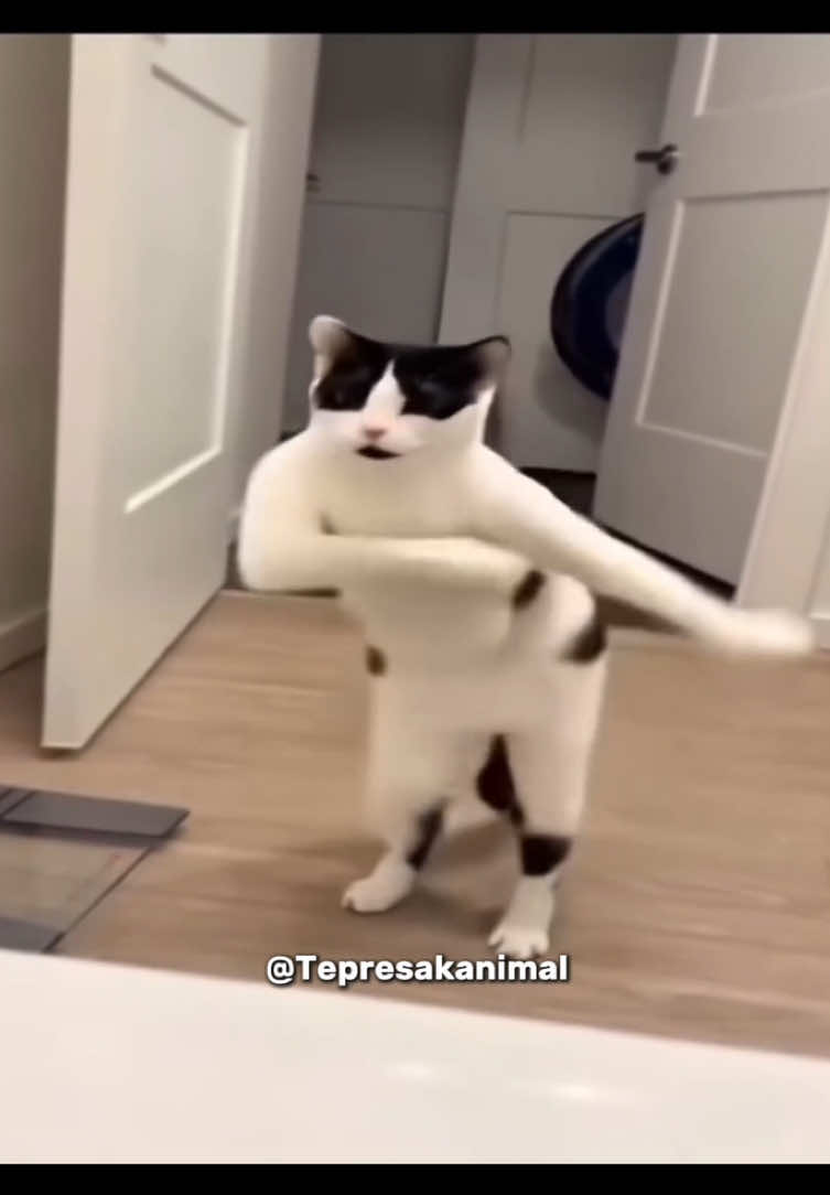 Kucing joget dah penoh 🫵🏻😹 #dubbinghewan #dahpenoh 