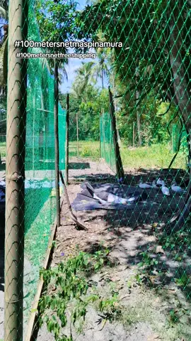 Mas maganda kung may kulungan mas safe ang mga alagang manok at bibi #chickennet #fyp 