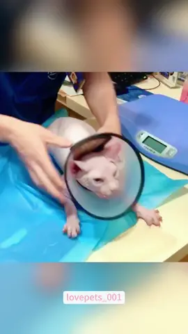 My cat is afraid of the veterinarian.#cats #cutecats #foryou #funnytiktok #funnyvideos #usa #funnyanimals #fypシ #cute #funnycat #catlover #funnypets #viral #funny 