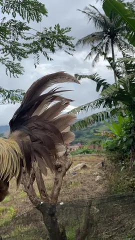 Yg lompat kodok boleh?😂#peternakmuda #peternakayamindonesia #ayam#ayampelipin🇵🇭 #ayamkampungsuper #bulanganlondongtoraya #ayamtoraja🐓 #titok #fyp 