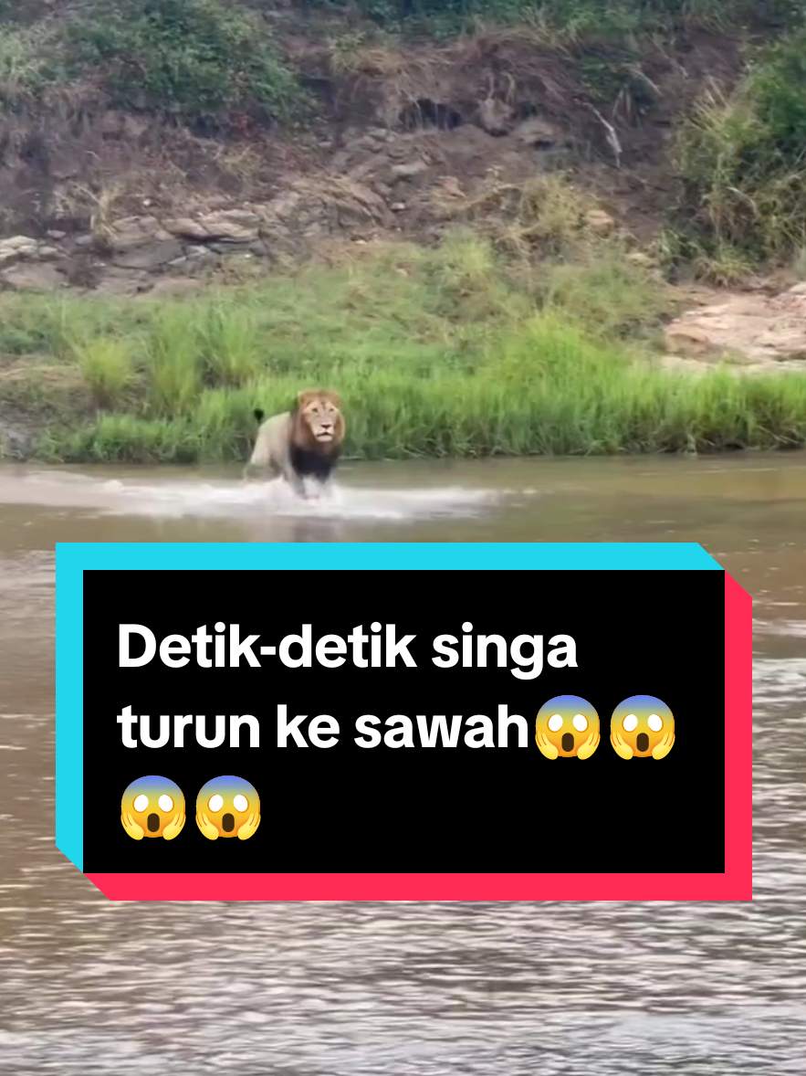 singa turun ke sawah lapar #funyy_videos #fyp #vidiongakak #vidiolucu #viral #funny #vidioviral #zamhadi #komedikocak #vidiofypシ゚viral 