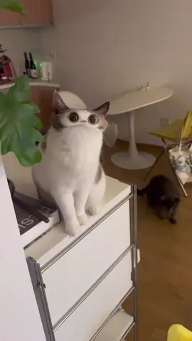 Answer me#fyp #cat #cute #kitten 