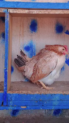 #أعلاف الريماس #foryou #الشعب_الصيني_ماله_حل😂😂 #f 