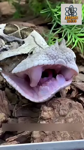 How Snakes Breathe While Eating Prey—Wild Adaptation! | Ever wondered how snakes breathe while swallowing their prey whole? 🐍 Their airways are built for survival—allowing them to breathe even when their mouth is full! Nature never fails to amaze. #SnakeSecrets #wildadventures #bizarre#nature