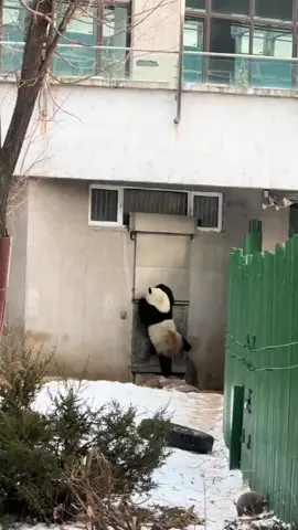 A lonely and happy panda 🤩🎵#panda #pandaexpress #pandasoftiktok #pandafun #funny #giantpand #animal #bear #pandabear #fyp #foryou