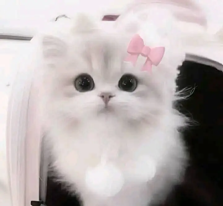 các ảnh avatar mèo cute cho các bạn cần