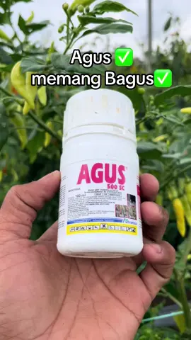 siapa yg biasa stok senjata yg satu ini??? #agus #insektisida #pestisidacabai #juraganpedas 