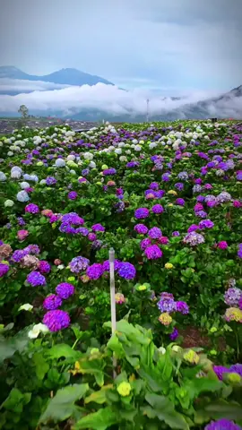 Brakseng kedua kalinya ❤️ dengan vibes pagi setelah hujan #masyaallahtabarakkallah #allahummabarik #tamanbunga #dji #brakseng #cangar #batu #wisatabatu #dronemalang #kebunbungahortensia 