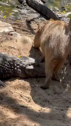 Friendship 🤔? #facts #doyouknow #mindblowingfacts #factsonly #mindblowing #interestingfacts #facts #unbelievablefacts #capybaraandcrocodile #capybara #animalsfacts 