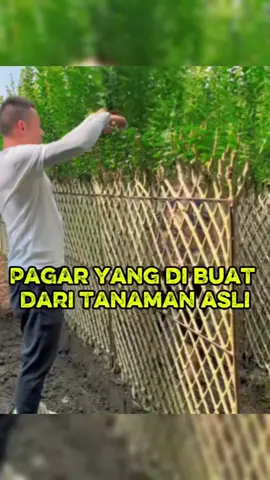 Gila! Pagar Ini Terbuat dari Tanaman, Tapi Kuat Seperti Besi! #viral #fyp #reels #faktaunik #faktadunia #faktamenarik #infounik #fakta #faktaunik #viral #info #wowfakta #faktadunia #kamuharustau #faktamenarik #faktanyagoogle #infounik  #TikTokCreatorSearchInsightsIncentive  #kejutanLIVEfest 