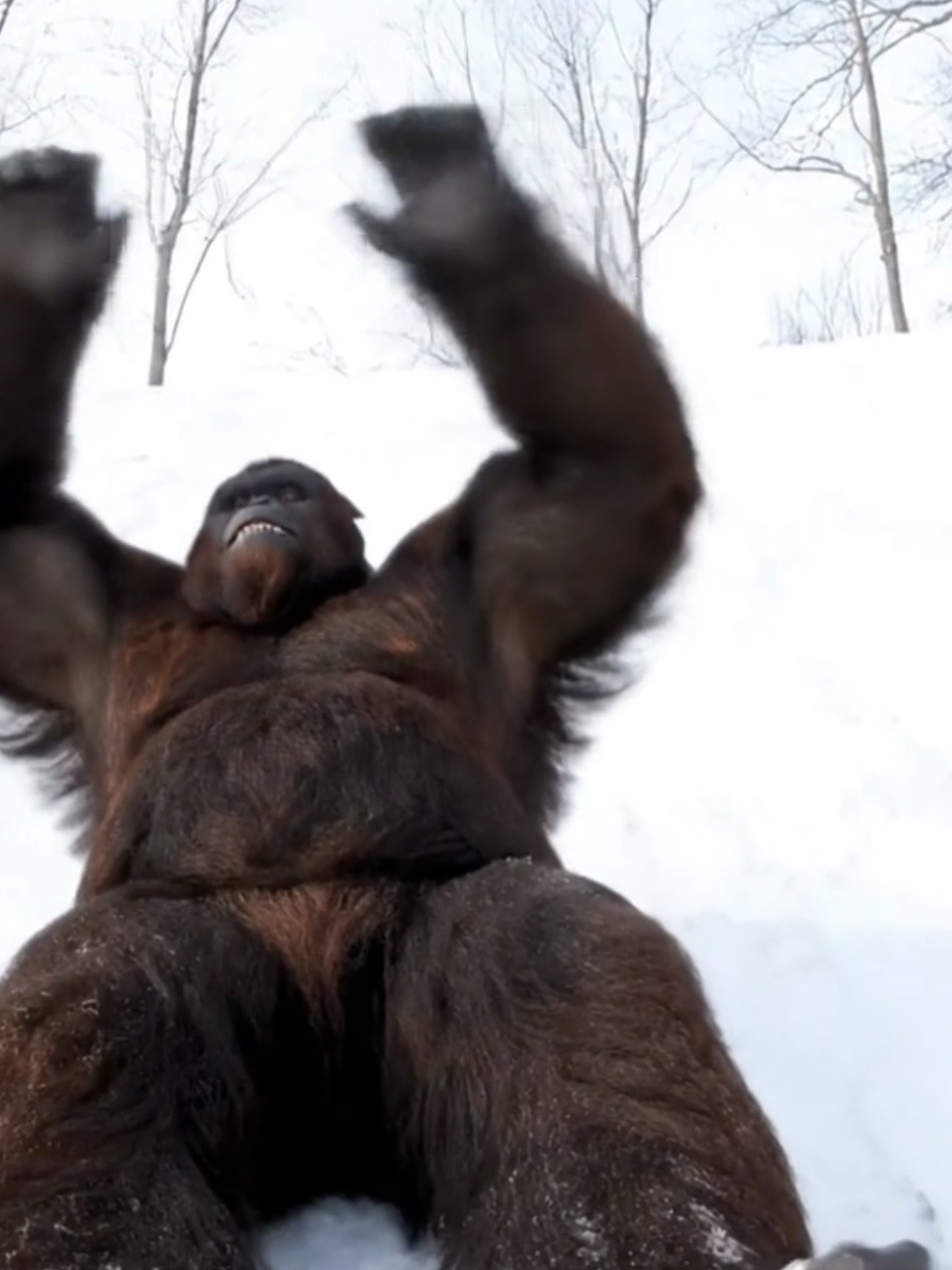 Bigfoot Vlogs 24 