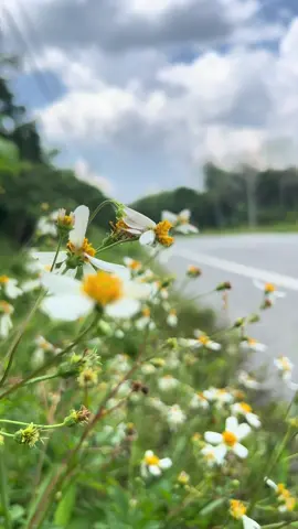 ดอกหญ้าข้างทางสวยงามตามธรรมชาติ🌼🍀🌿#สตอรี่ธรรมชาติ #วิวธรรมชาติสวยๆ #สตอรี่ความรู้สึก #tiktokดอกไม้ #foryoupage #ขอบคุณทุกกําลังใจ❤️ขอบคุณทุกคอมเม้น🙏 