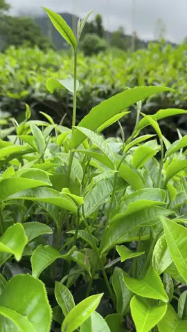 Hãy hài lòng với những gì mình đang có#tràminhkhang #xuhuong #trending 